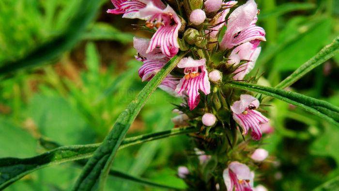 4款飲食療法有效助你調(diào)理功能性子宮出血