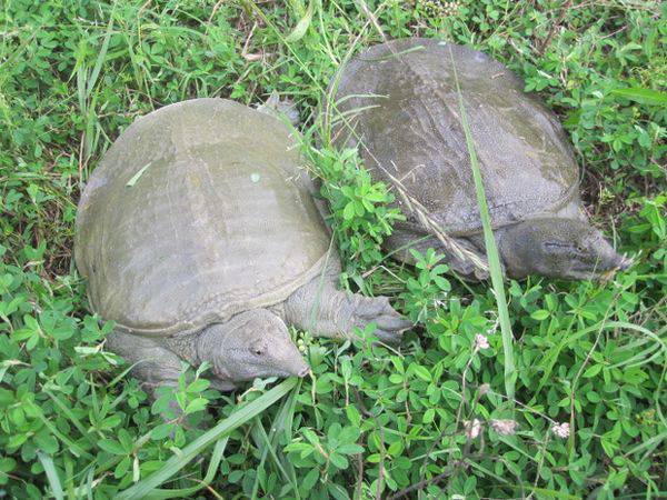 月經(jīng)不調(diào)能吃甲魚嗎 滋陰壯陽的上好佳品