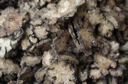 女性月經(jīng)不調(diào)可吃川芎嗎 川芎的功效有哪些