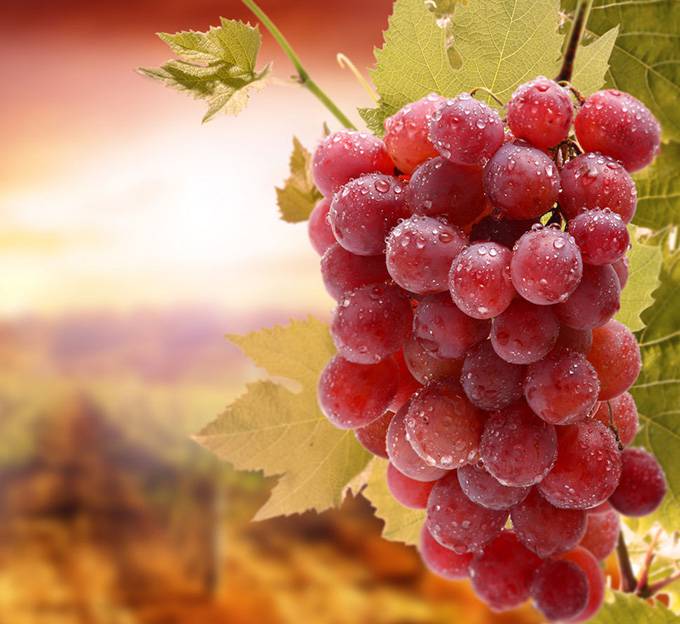 女人吃什么易得乳腺癌 喝豆?jié){竟容易乳腺癌