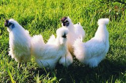 閉經(jīng)怎么調(diào)理 五大食療方助你調(diào)理閉經(jīng)