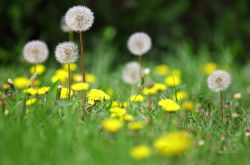 急性乳腺炎的中藥治療 試試這幾款中藥食療方