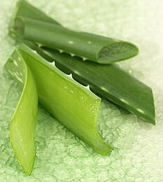 蘆薈的用途 蘆薈的使用方法及注意事項(xiàng)