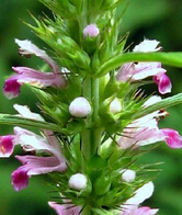 益母草的副作用 益母草并非適用于每個人