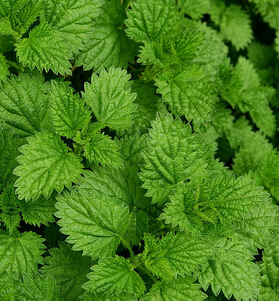 薄荷葉的功效與作用 薄荷葉泡茶有什么好處