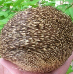 麝香的功效與作用 麝香的臨床應(yīng)用