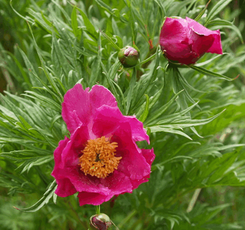 赤芍的功效與作用 揭赤芍的炮制方法