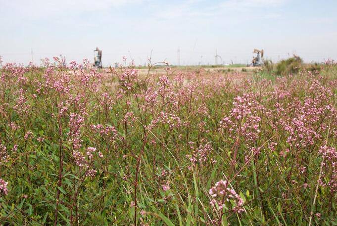 羅布麻的功效與作用大揭秘 真如所說(shuō)那般好