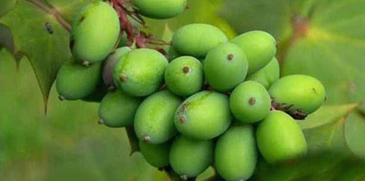 胖大海的功效與作用 哪類人群不宜食用