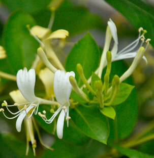 金銀花的功效 金銀花清熱解毒之功效