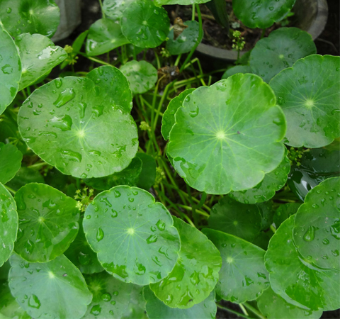 金錢草有什么功效 存在有哪些禁忌