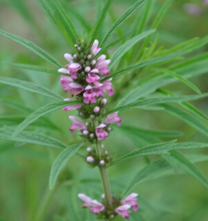 益母草的作用 經(jīng)期可以吃益母草嗎