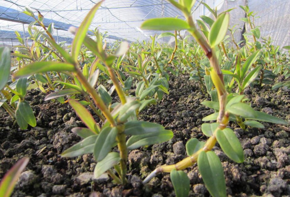 石斛的功效與作用以及食用方法大全