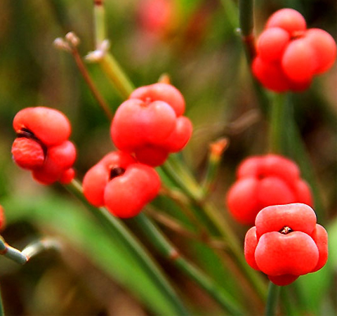 麻黃的功效與作用 麻黃到底能干什么