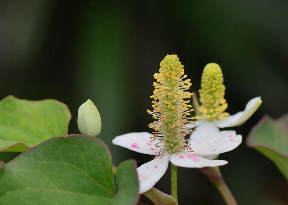 深究魚腥草的功效 魚腥草還能這樣吃