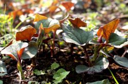 深究魚(yú)腥草的功效 魚(yú)腥草還能這樣吃