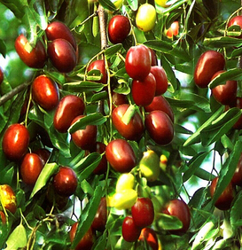 紅棗的功效與作用 紅棗的6大養(yǎng)生功效