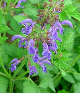 丹參的功效與作用 丹參與當(dāng)歸配伍治冠心病