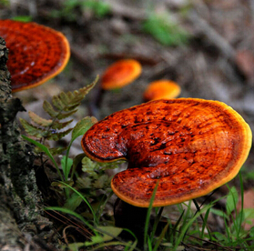 靈芝的功效 靈芝的物種類型及功能介紹