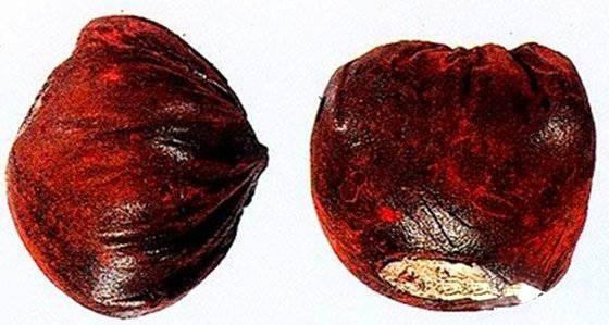 血竭的功效與作用及食用方法大全