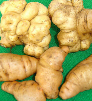 熟地的功效與作用 熟地和當(dāng)歸配伍補(bǔ)血養(yǎng)陰