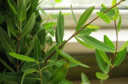 羅布麻的功效與作用大揭秘 真如所說那般好