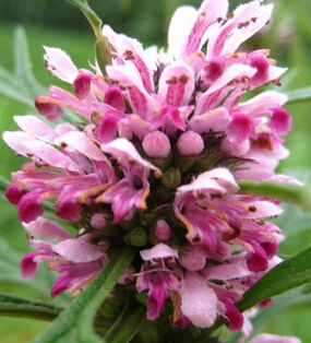 痛經(jīng)怎么緩解 調(diào)理痛經(jīng)的中草藥