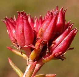 紅景天的功效與作用 紅景天的禁忌