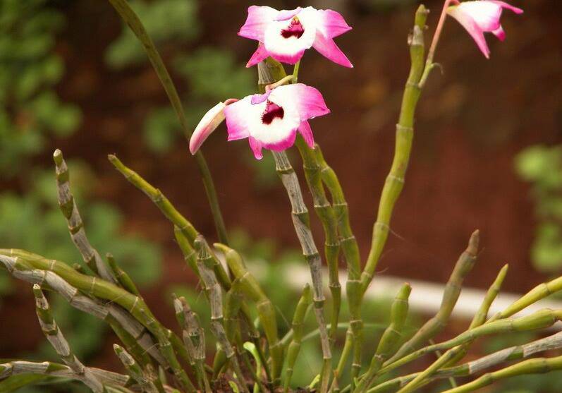 石斛的功效與作用以及食用方法大全