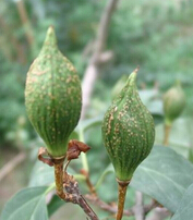 連翹的功效與作用 連翹的食用方法