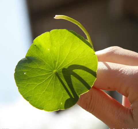 金錢草有什么功效 存在有哪些禁忌