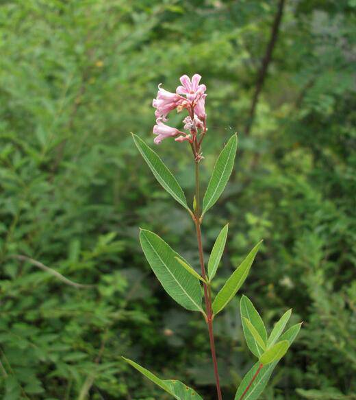 羅布麻的功效與作用大揭秘 真如所說那般好