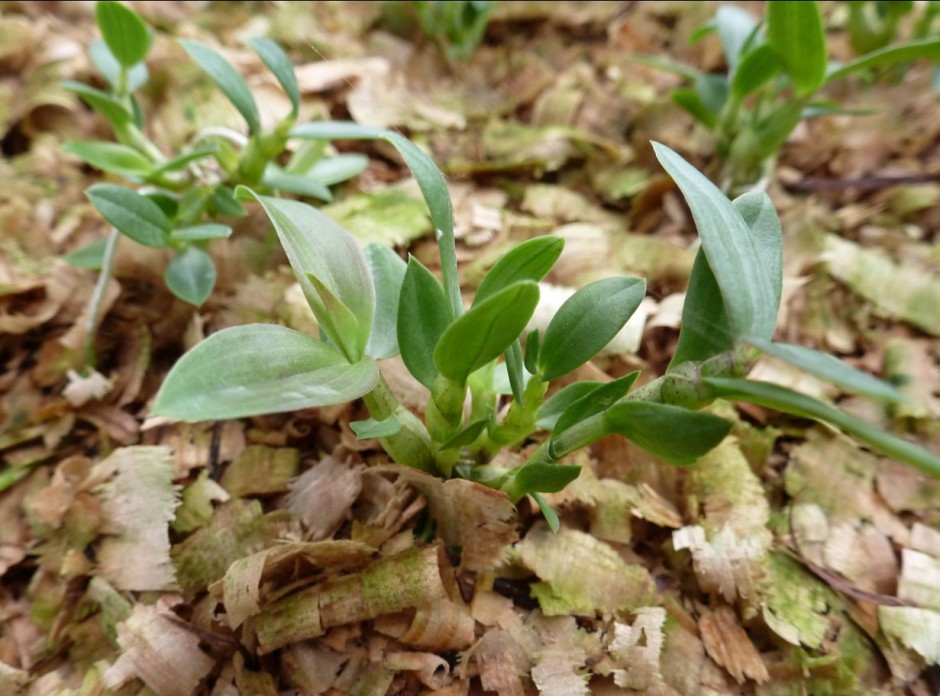 石斛的功效與作用以及食用方法大全