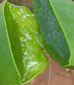 蘆薈的用途 蘆薈的使用方法及注意事項(xiàng)