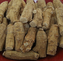 西洋參的功效與作用 補(bǔ)氣生津清火除煩