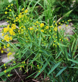 柴胡的功效 柴胡的3大臨床應用