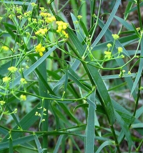 柴胡的功效與作用 柴胡是常用解表藥