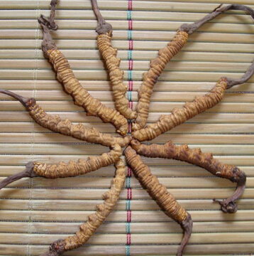 冬蟲夏草怎么吃 冬蟲夏草怎么吃才最好