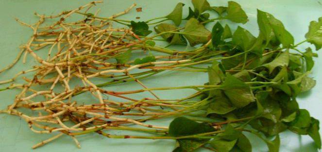 深究魚腥草的功效 魚腥草還能這樣吃