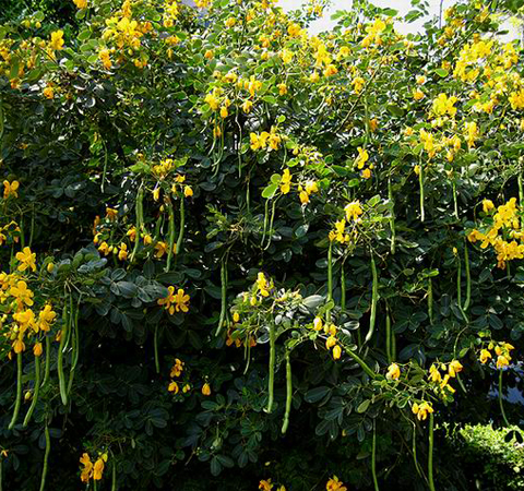 決明子的作用有哪些 揭決明子的適用人群