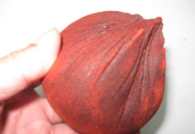 血竭的功效與作用及食用方法大全