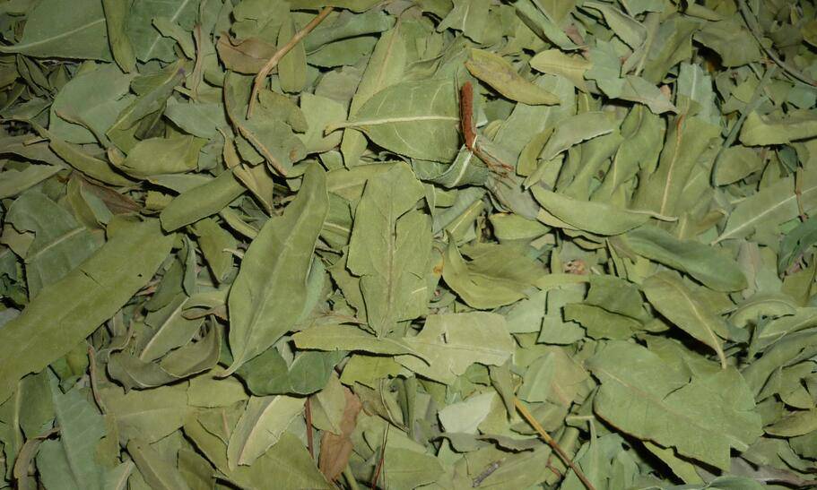 羅布麻的功效與作用大揭秘 真如所說(shuō)那般好