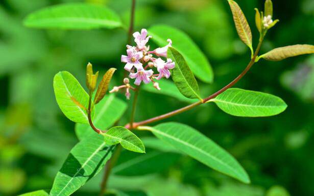 羅布麻的功效與作用大揭秘 真如所說那般好