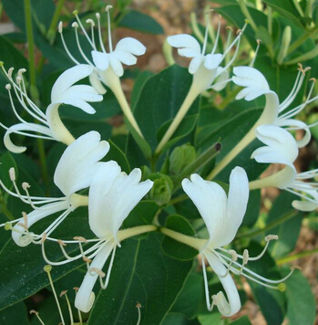 金銀花的功效與作用 金銀花的藥用偏方