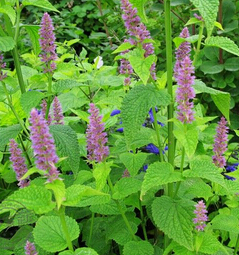 夏枯草的功效 清火護肝散結消腫