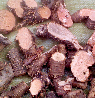 紅景天的功效與作用 高原紅景天改善學習記憶