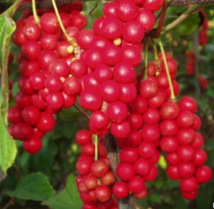 如何治療體虛多汗 五味子與麥冬煎服