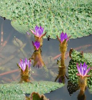 芡實(shí)怎么吃 芡實(shí)一次不要吃太多