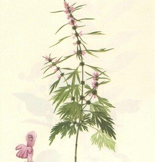 益母草的功效與作用 益母草除痘養(yǎng)顏膏的制作方法