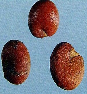 體虛多汗 五味子與麥冬煎服可治體虛多汗